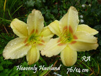 Heavenly Haviland