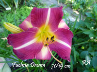 Fuchsia Dream