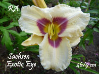 Sachsen Exotic Eye